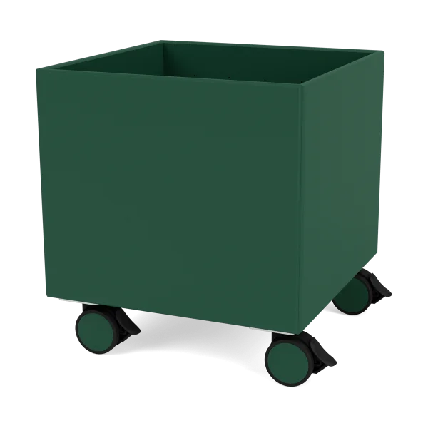 Montana Colour Box I – S6161 Pine