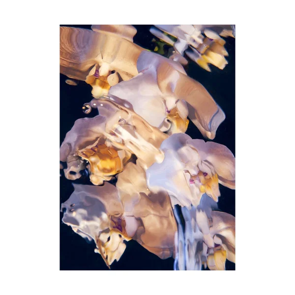 Paper Collective Poster Flora Aquatica 01 70x100 cm